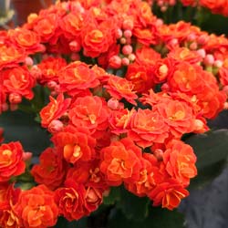 Kalanchoe Orange flowered